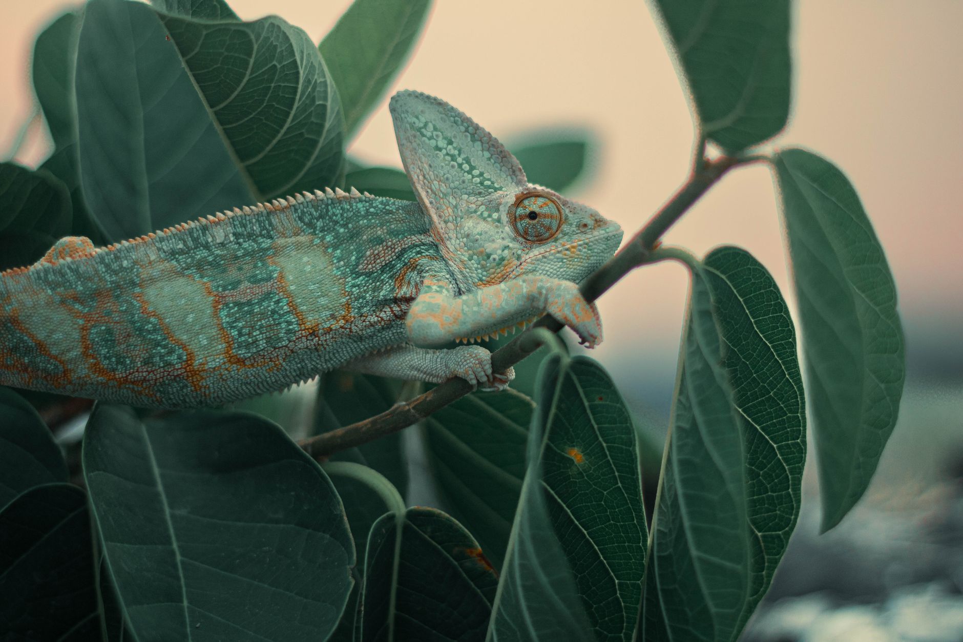 chameleon on branch