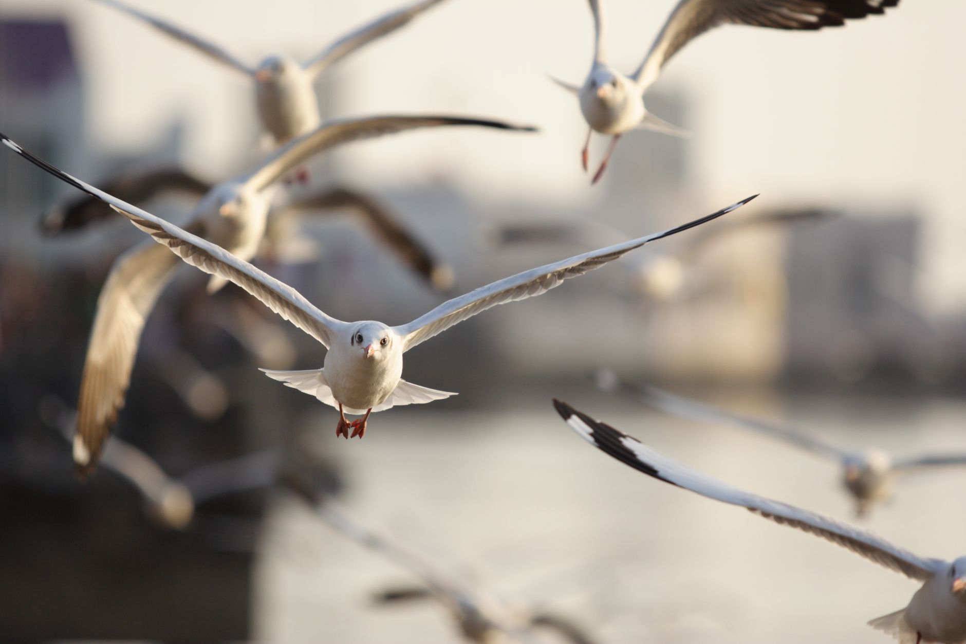 flying seagulls birds