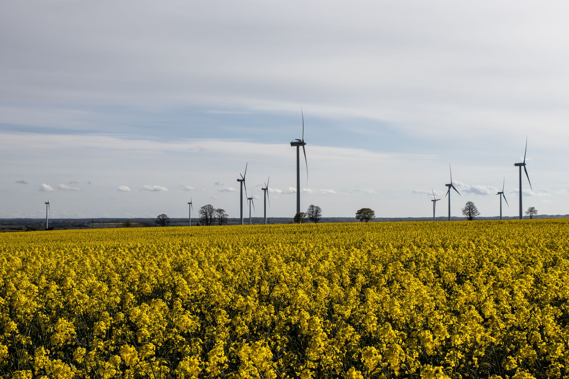 wind turbines in blooming rapeseed field landscape